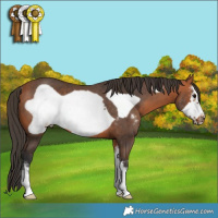 Horse Color:Brown Sabino Frame Rabicano 