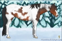 Horse Color:Brown Tobiano Frame Rabicano