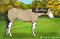 Horse Color:Classic Champagne Dun Sabino Splash Rabicano