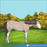 Horse Color:Classic Champagne Dun Sabino Splash Rabicano 