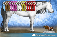 Horse Color:White Spotted Black