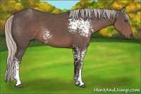 Horse Color:White Spotted Silver Black 