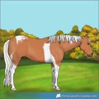 Horse Color:Silver Bay Tobiano 