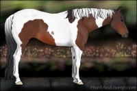 Horse Color:Bay Tobiano 