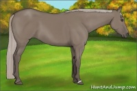 Horse Color:Silver Grullo 