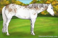 Horse Color:White Spotted Silver Bay Dun Splash 