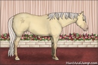 Horse Color:Silver Amber Champagne Dun Frame 