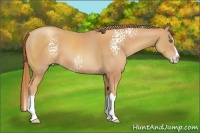 Horse Color:White Spotted Gold Champagne Sabino Splash