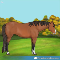 Horse Color:Bay Sabino Splash 
