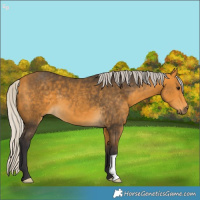 Horse Color:Silver Buckskin 