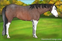 Horse Color:Bay Roan Splash 