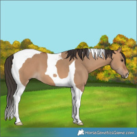 Horse Color:Unknown 
