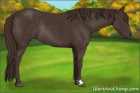 Horse Color:Liver Chestnut Rabicano 