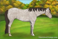 Horse Color:Classic Champagne Ice Roan 
