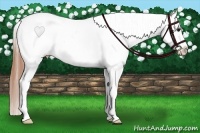 Horse Color:Buckskin Roan Splash Tobiano Appaloosa Rabicano