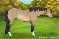 Horse Color:Buckskin Dun 
