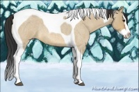 Horse Color:Bay Roan Dun Splash Tobiano