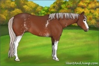 Horse Color:White Spotted Silver Bay 