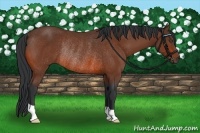 Horse Color:Bay Rabicano 