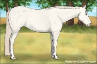 Horse Color:Perlino Frame 