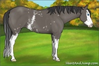 Horse Color:White Spotted Smoky Grullo Splash