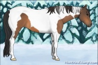 Horse Color:Buckskin Tobiano 
