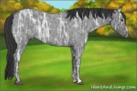 Horse Color:Blue Ice Roan Sabino 