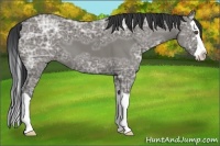 Horse Color:Unknown 