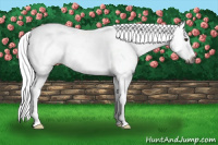Horse Color:Gray Red Dun Splash Frame Appaloosa 