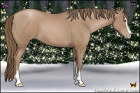Horse Color:Black Pearl Sabino 