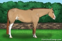 Horse Color:Red Dun Sabino