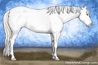 Horse Color:Red Dun Pearl Splash Appaloosa 