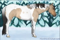 Horse Color:Buckskin Roan Dun Tobiano