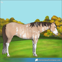 Horse Color:Amber Champagne Sabino Splash Rabicano 