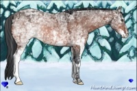 Horse Color:White Spotted Bay Ice Frame
