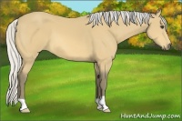 Horse Color:Silver Buckskin 