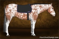 Horse Color:White Spotted Bay Ice 