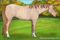 Horse Color:Gold Champagne Roan 