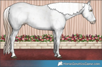 Horse Color:Liver Red Dun Pearl Sabino 