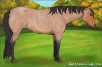 Horse Color:Bay Roan 