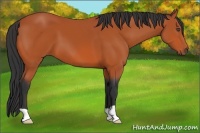 Horse Color:Bay 