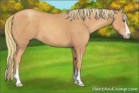 Horse Color:Gold Champagne Sabino 