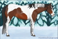 Horse Color:Bay Splash Tobiano