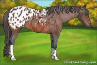 Horse Color:Bay Appaloosa