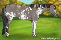 Horse Color:White Spotted Grullo