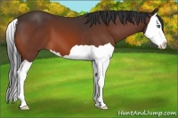 Horse Color:Bay Splash 
