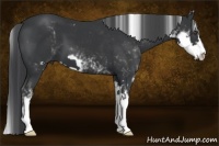 Horse Color:Black Sabino Frame