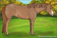 Horse Color:Chestnut Splash 