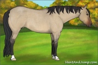 Horse Color:Bay Roan Dun