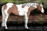 Horse Color:Silver Bay Roan Splash Tobiano